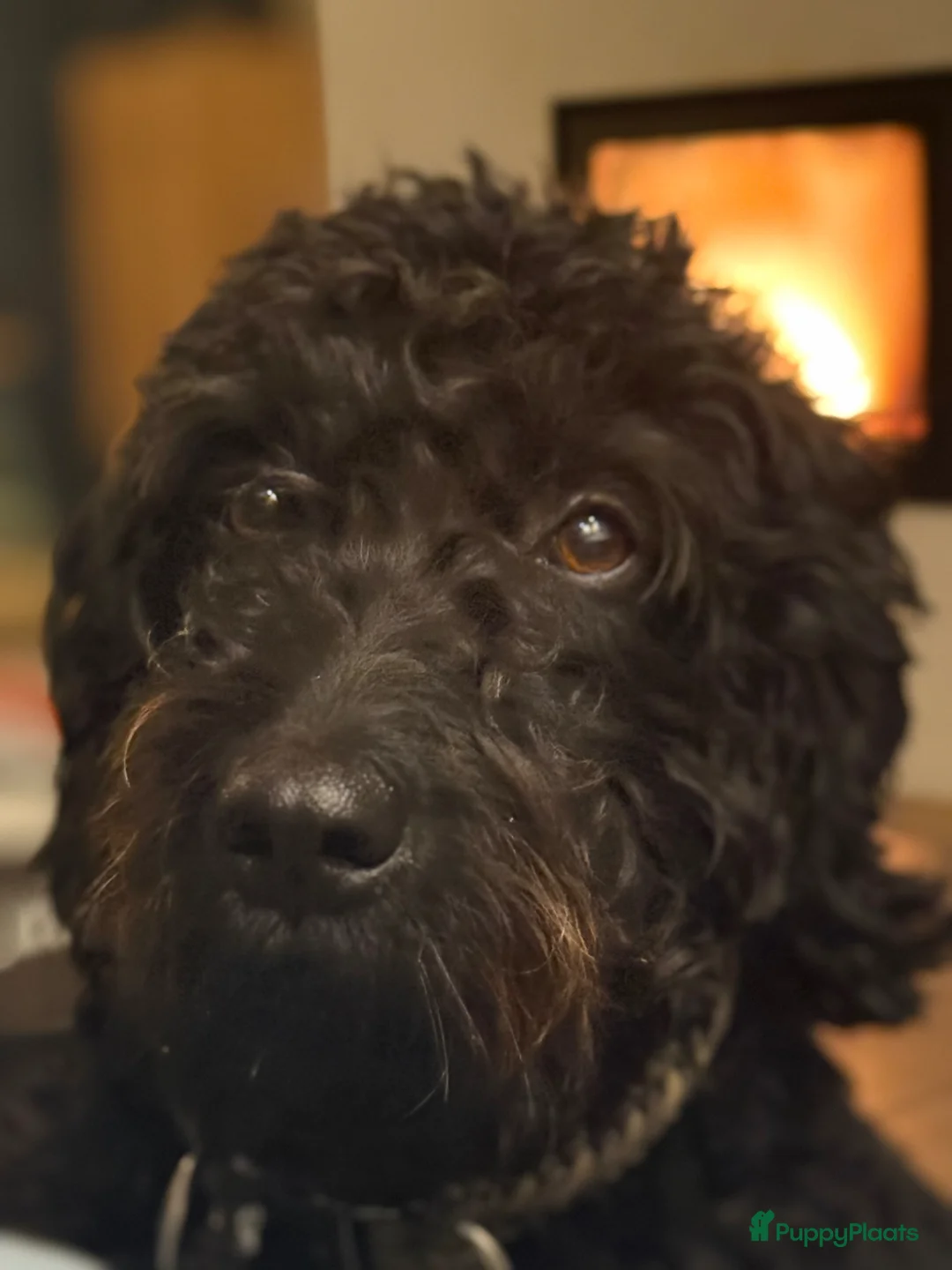 Australian Labradoodle honden te koop: (Australian) Labradoodle pups - Advertentie 2