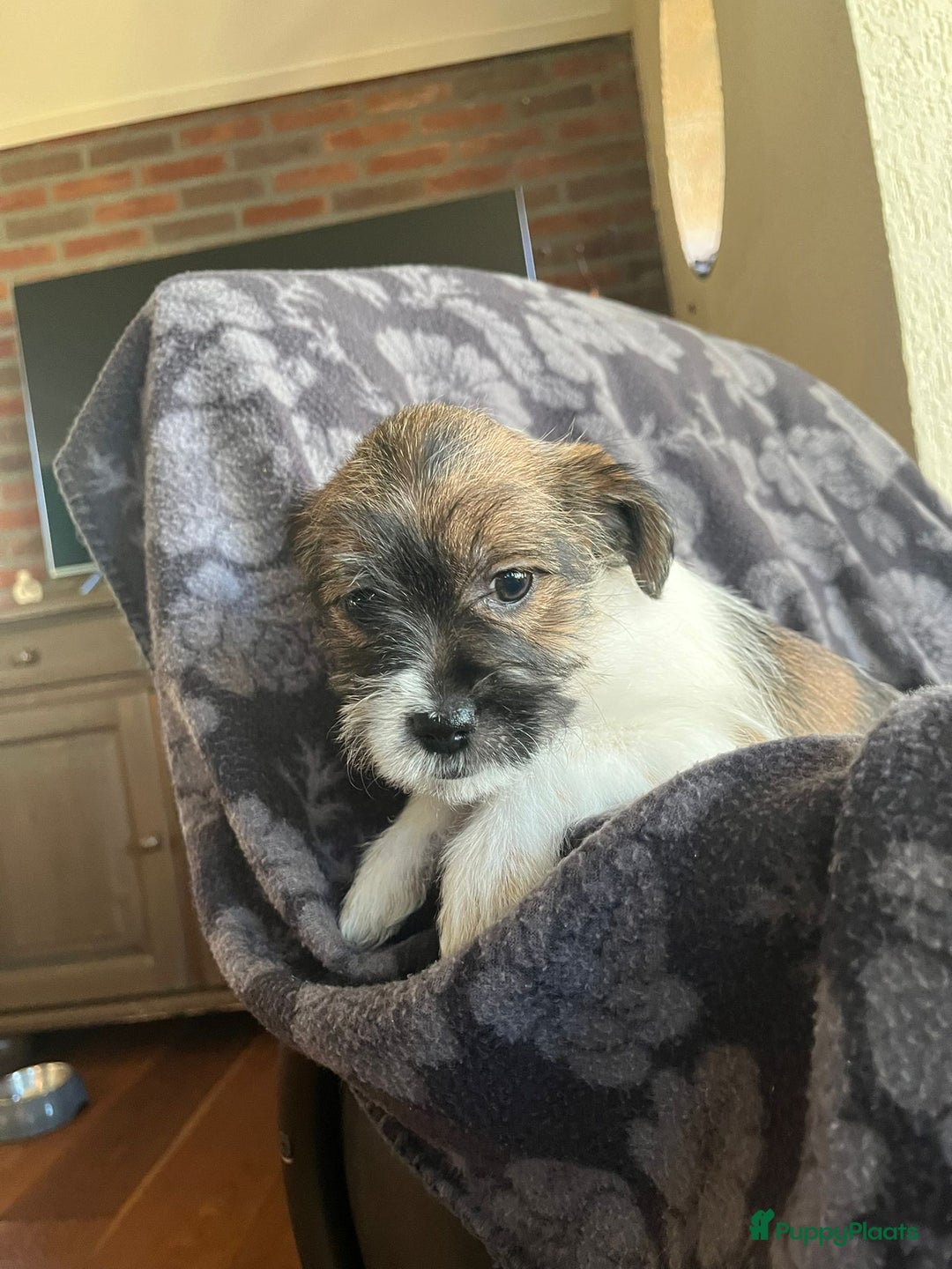 Kruising honden te koop: Prachtig nestje van 10 Pups ( Nog 4 beschikbaar ) - Advertentie 3