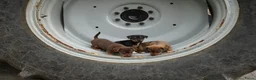 Jack Russel Terriër honden te koop: Stoere Jack Russel pups beschikbaar - Advertentie 12