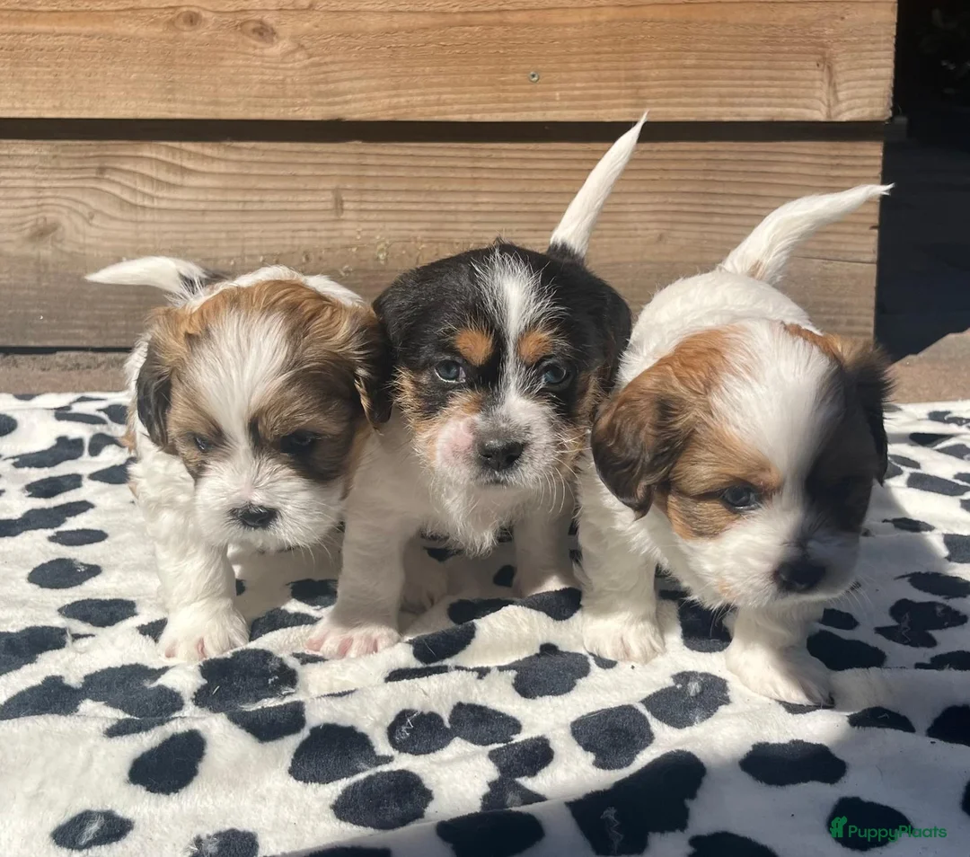 Kruising honden te koop: Zeer mooie boomer pups te koop! in Waddinxveen - Advertentie 1