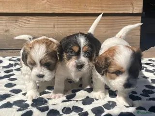 Kruising honden Zeer mooie boomer pups te koop! - Advertentie 2