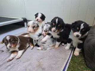 Australian Shepherd honden Australische Herder puppy's (zie foto's) - Advertentie 4