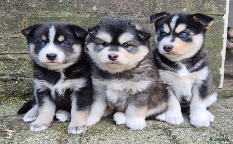 Pomsky honden - Advertentie 1