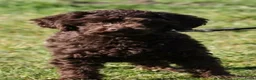Maltipoo honden te koop: Chocolade bruine maltipoo/toypoeder puppy’s - Advertentie 10