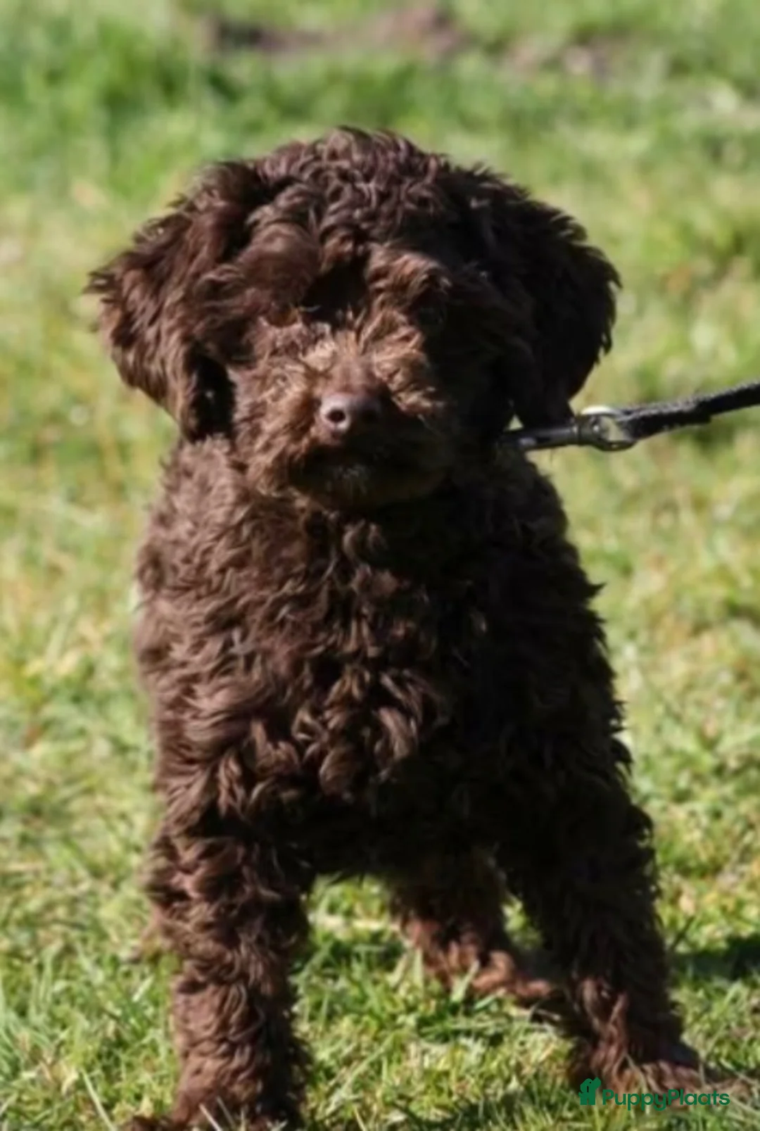 Maltipoo honden te koop: Chocolade bruine maltipoo/toypoeder puppy’s - Advertentie 10