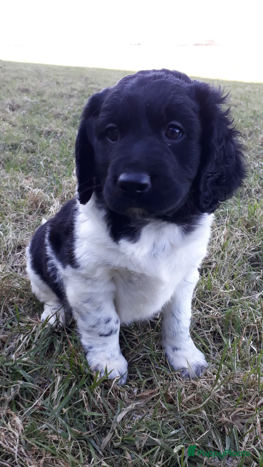 Kruising honden te koop: Enthousiaste Labrador X Friese Stabij pups - Advertentie 29