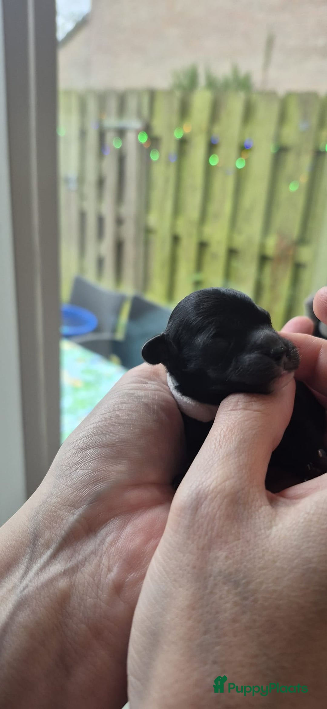 Poedel Toy honden te koop: Prachtige toypoedel pups teefjes - Advertentie 6