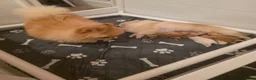 Pomeriaan honden te koop: Schattige Pommeriaan Puppy's  - Advertentie 4