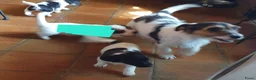 Jack Russel Terriër honden te koop: Gezonde raszuiver gefokt Jack Russel pups laagbeen - Advertentie 27