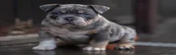 Amerikaanse Bully honden te koop: American Bully pocket pups verwacht  - Advertentie 17