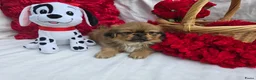 Pekingees honden te koop: Heel mooi Pekinees reutje - Advertentie 23