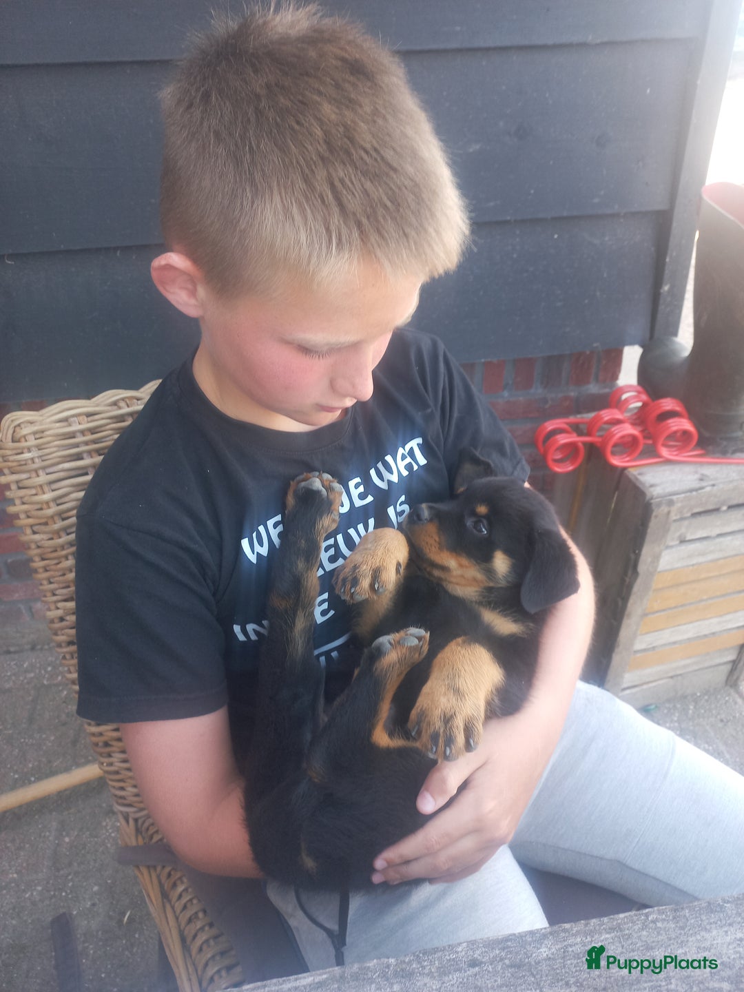 Rottweiler honden te koop: Nog 3 super lieve rottweiler reutjes. - Afbeelding 2