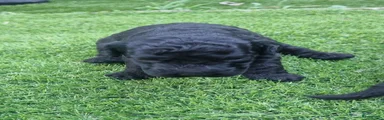 Labradoodle 2
