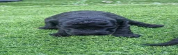Labradoodle honden te koop: Mooie mini tot medium echt zwart pupjes - Advertentie 3