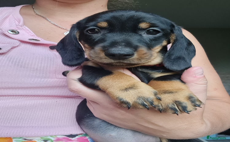 Ruwhaar Teckel honden - Advertentie 2