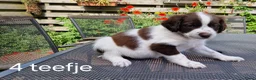 Friese Stabij honden te koop: Sasha en haar puppy's - Advertentie 7