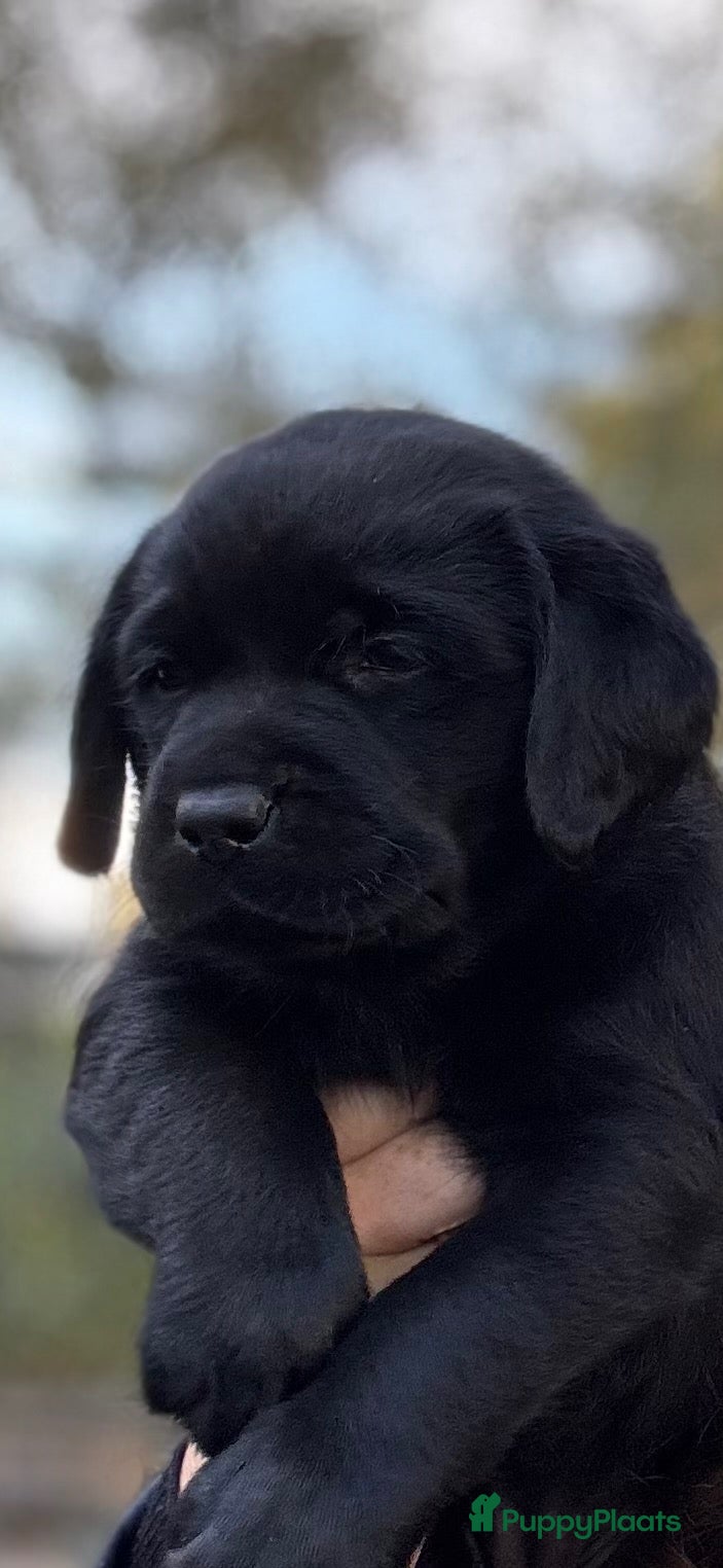 Labrador Retriever honden te koop: Zwarte Labradorpups  - Advertentie 2