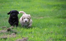 Barbet honden te koop: Nog 1 fawn kleurig teefje beschikbaar. - Afbeelding 3