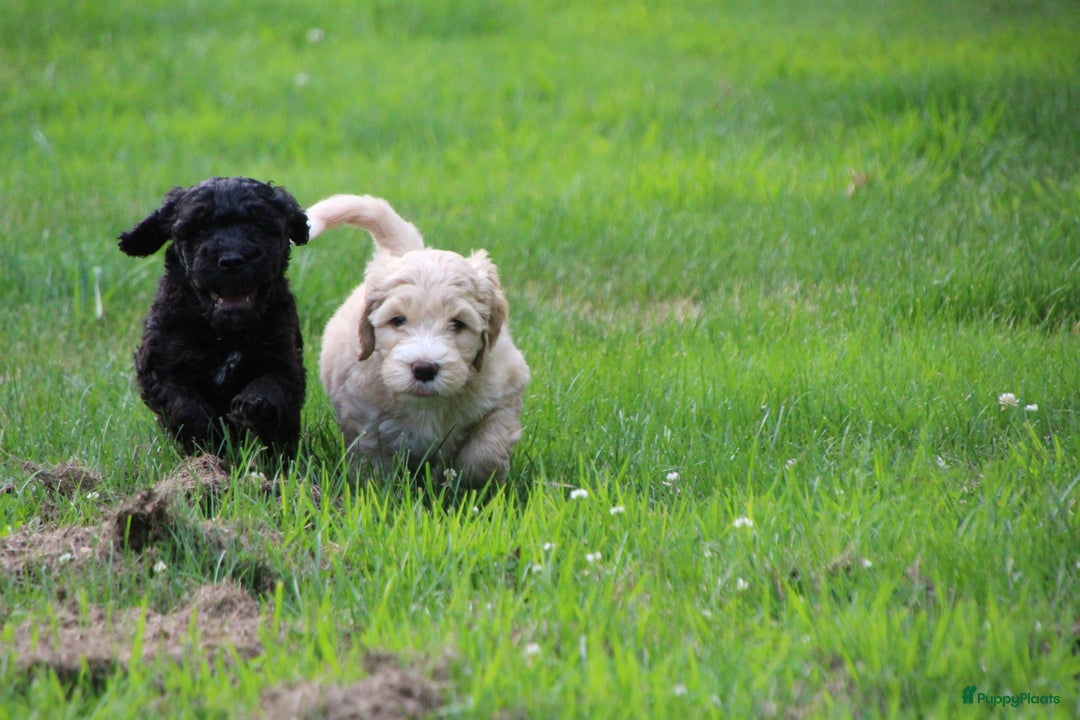 Barbet honden te koop: Nog 1 fawn kleurig barbet teefje beschikbaar. - Afbeelding 4