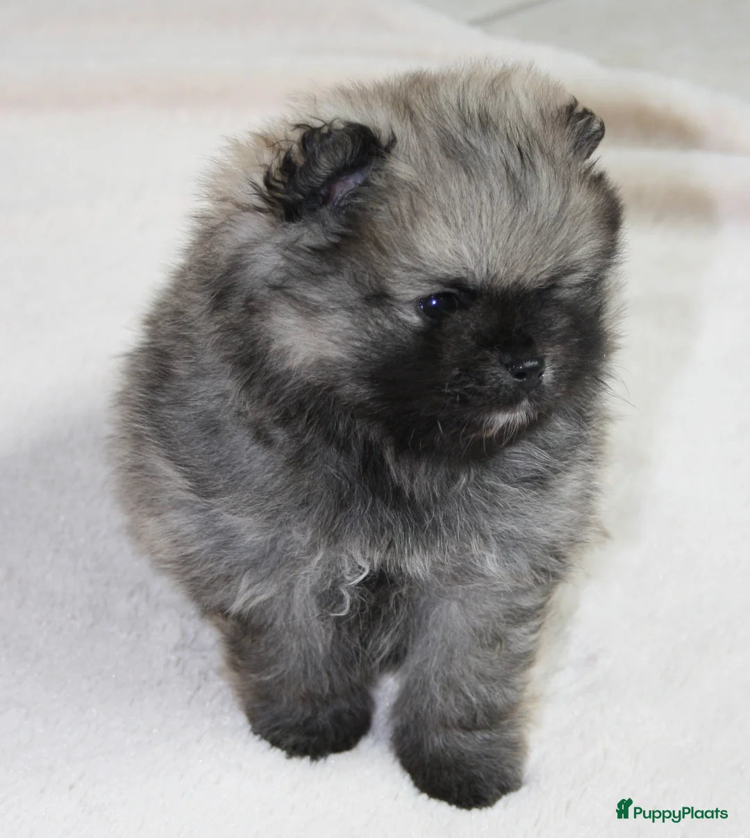 Pomeriaan honden te koop: pomeriaan/dwergkees pup reutje met FCI stamboom - Advertentie 2