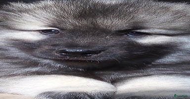 Keeshond honden - Advertentie 5