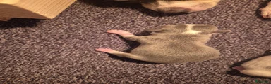 Chihuahua 1