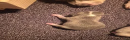 Chihuahua honden te koop: Chihuahua pups - Advertentie 12