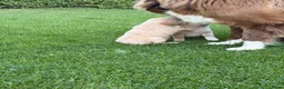 Kruising honden te koop: Dertien schattige snoetjes zoeken een nieuw thuis - Advertentie 3