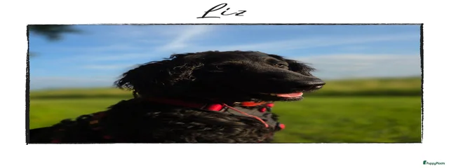 Liz