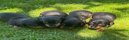 Teckel (korthaar)  honden te koop: Mooie teckel pups black en tan - Advertentie 8
