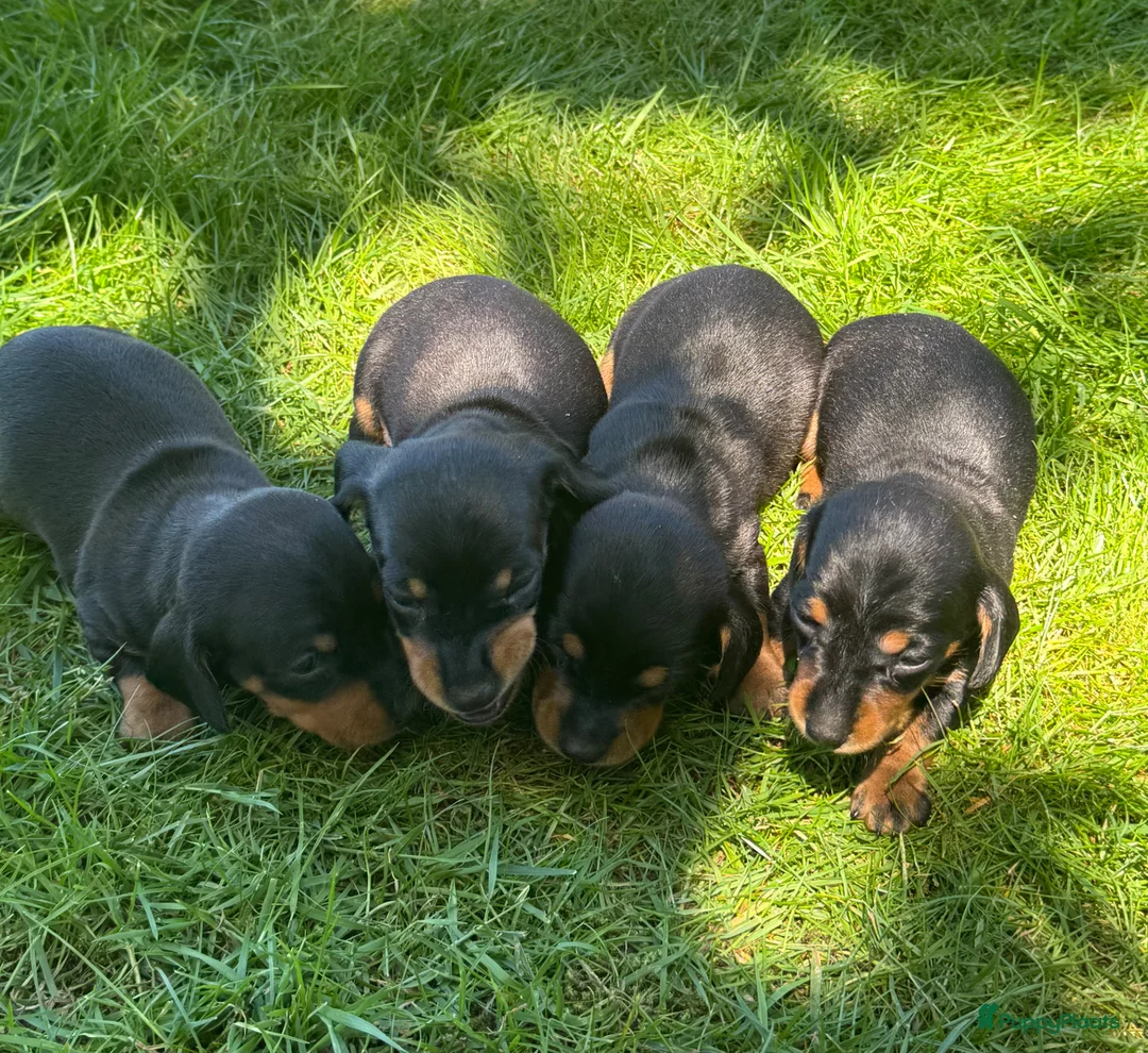 Teckel (korthaar)  honden te koop: Mooie teckel pups black en tan - Advertentie 8