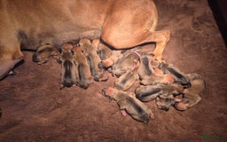 Rhodesian Ridgeback honden te koop: Rhodesian Ridgeback pups in Bentveld - Afbeelding 14