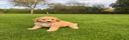 Labradoodle honden te koop: Dwergpoedel x Labradoodle pups - Advertentie 27