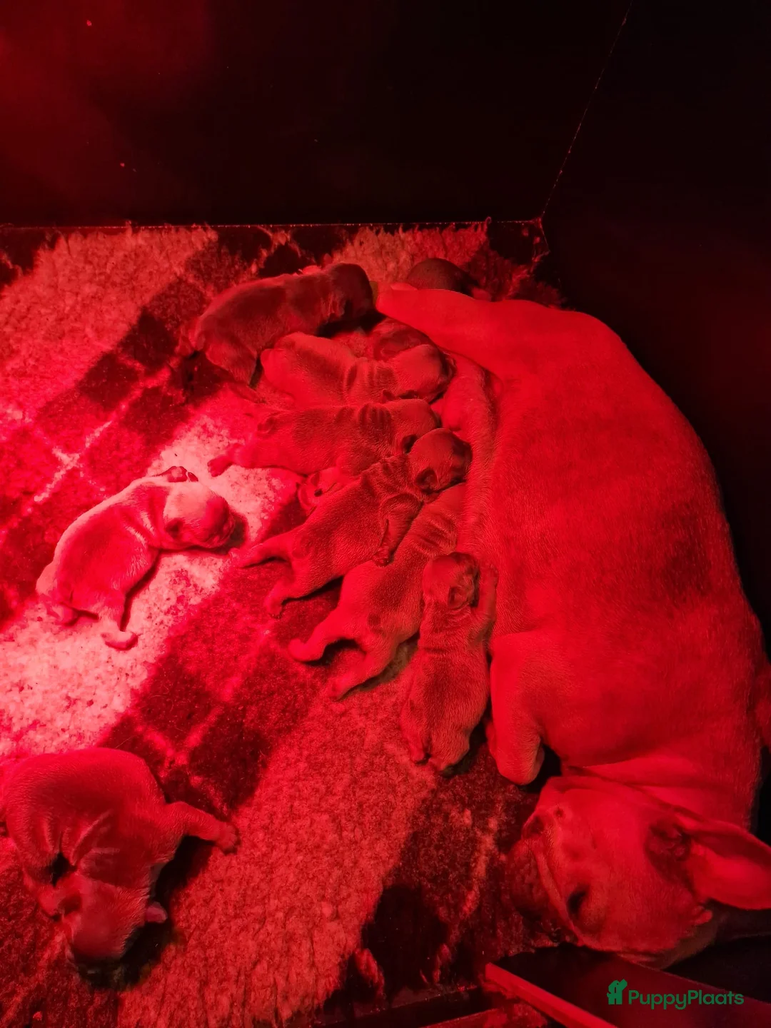 Franse Bulldog honden te koop: Prachtige Franse Bulldogs puppy’s  - Advertentie 7