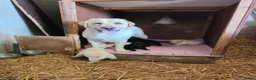 Labrador Retriever honden te koop: Prachtige blonde en zwarte labradorpups geboren! ♥ - Advertentie 1