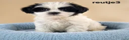 Boomer honden te koop: Mooie gezonde boomer pups. Maltezer maal shih tzu - Advertentie 7