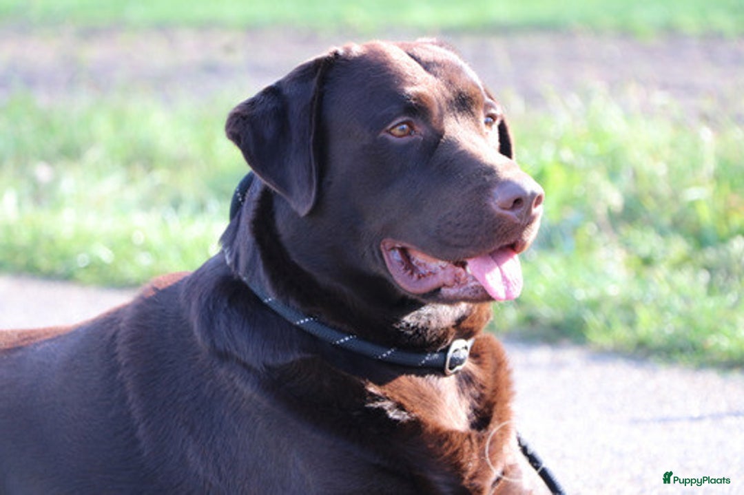 Labrador Retriever honden ter dekking: Raszuiver labrador biedt zich aan als dekreu ED en HD vrij in Nederweert - Afbeelding 1