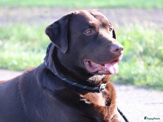 Labrador Retriever honden Raszuiver labrador biedt zich aan als dekreu ED en HD vrij in Nederweert - Advertentie 1