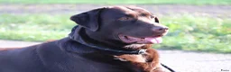 Labrador Retriever honden ter dekking: Raszuiver labrador biedt zich aan als dekreu ED en HD vrij in Nederweert - Advertentie 1
