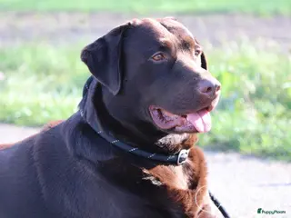 Labrador Retriever honden Raszuiver labrador biedt zich aan als dekreu ED en HD vrij in Nederweert - Advertentie 5