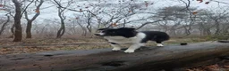 Border Collie honden ter dekking: Showline Border Collie Fenna - Advertentie 9
