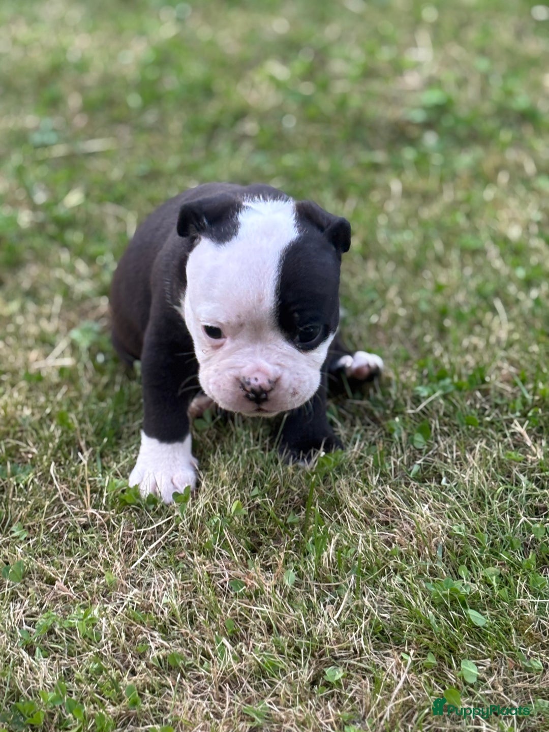 Old English Bulldog honden te koop: Old english Bulldog pups uit geteste ouders - Afbeelding 3
