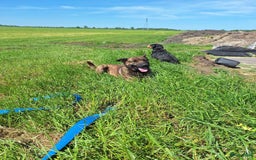 Labrador Retriever honden te koop: Te koop prachtige labrador x mechelse Herder pups - Afbeelding 12