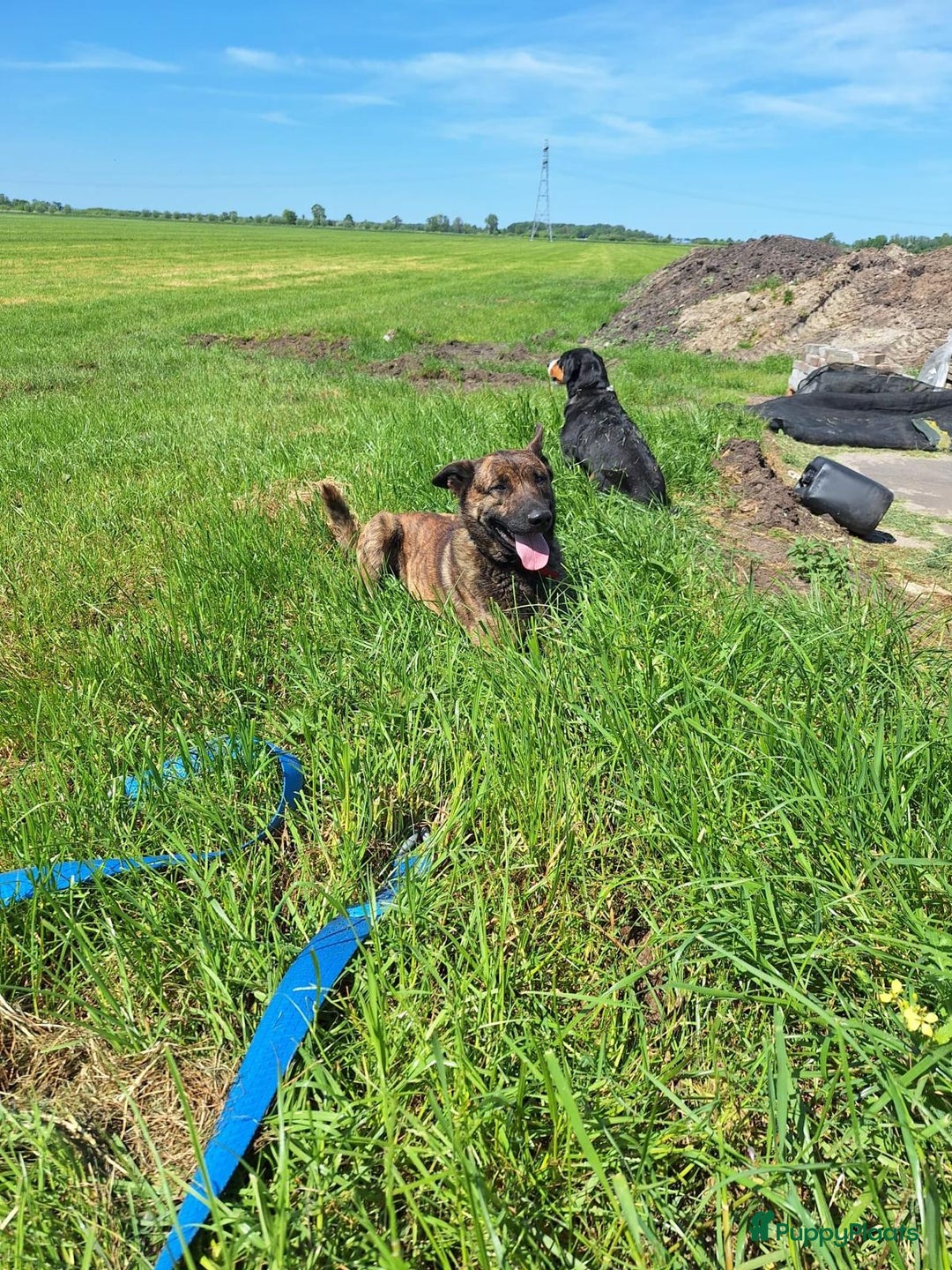 Labrador Retriever honden te koop: Te koop prachtige labrador x mechelse Herder pups - Afbeelding 12