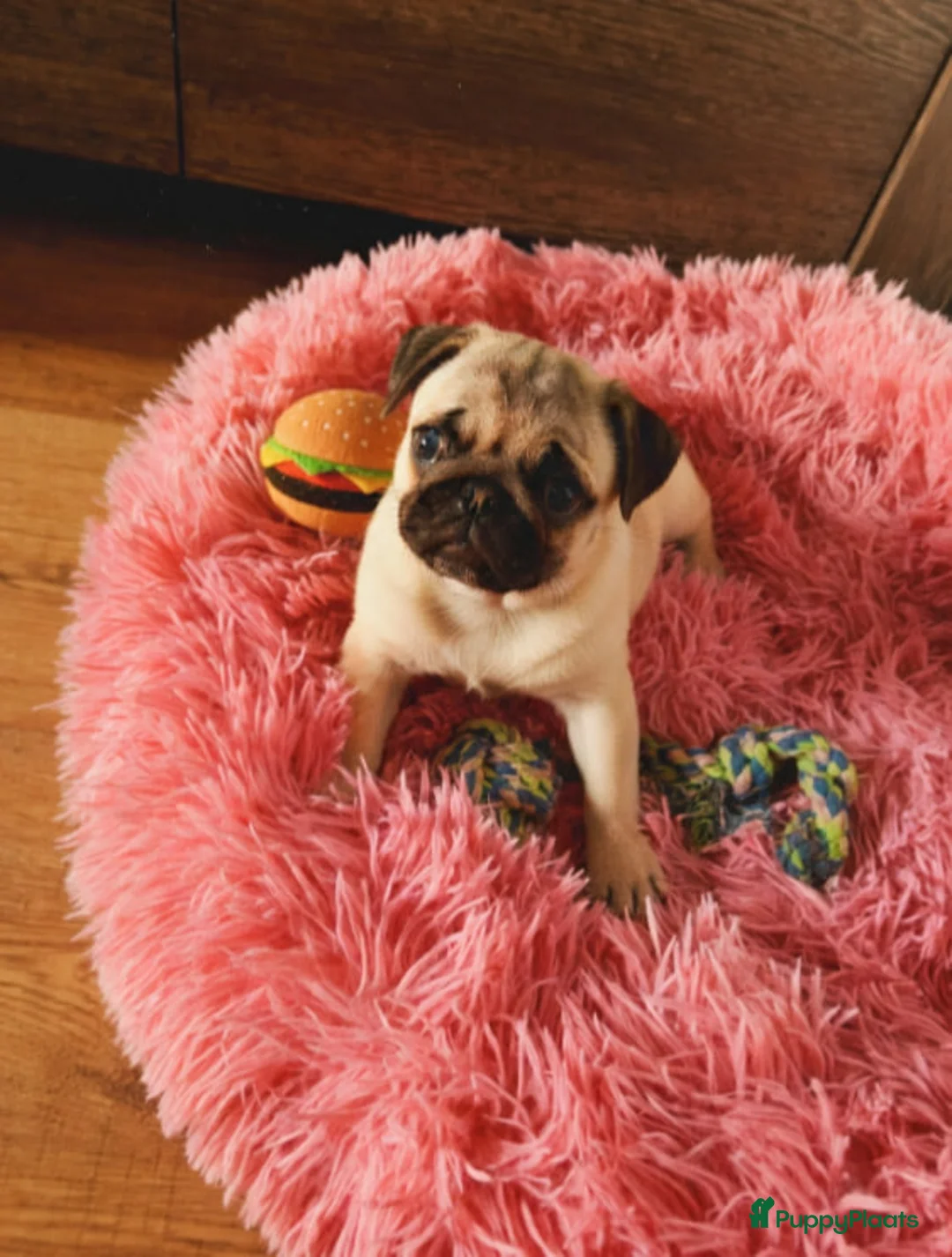 Mopshond honden te koop: Mopspuppy - Advertentie 5