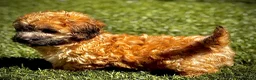 Maltipoo honden te koop: Maltipoo pup  - Advertentie 17