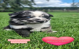 Kruising honden te koop: Prachtige pups Herdermix X Altdeutsche Hütehund  - Afbeelding 4
