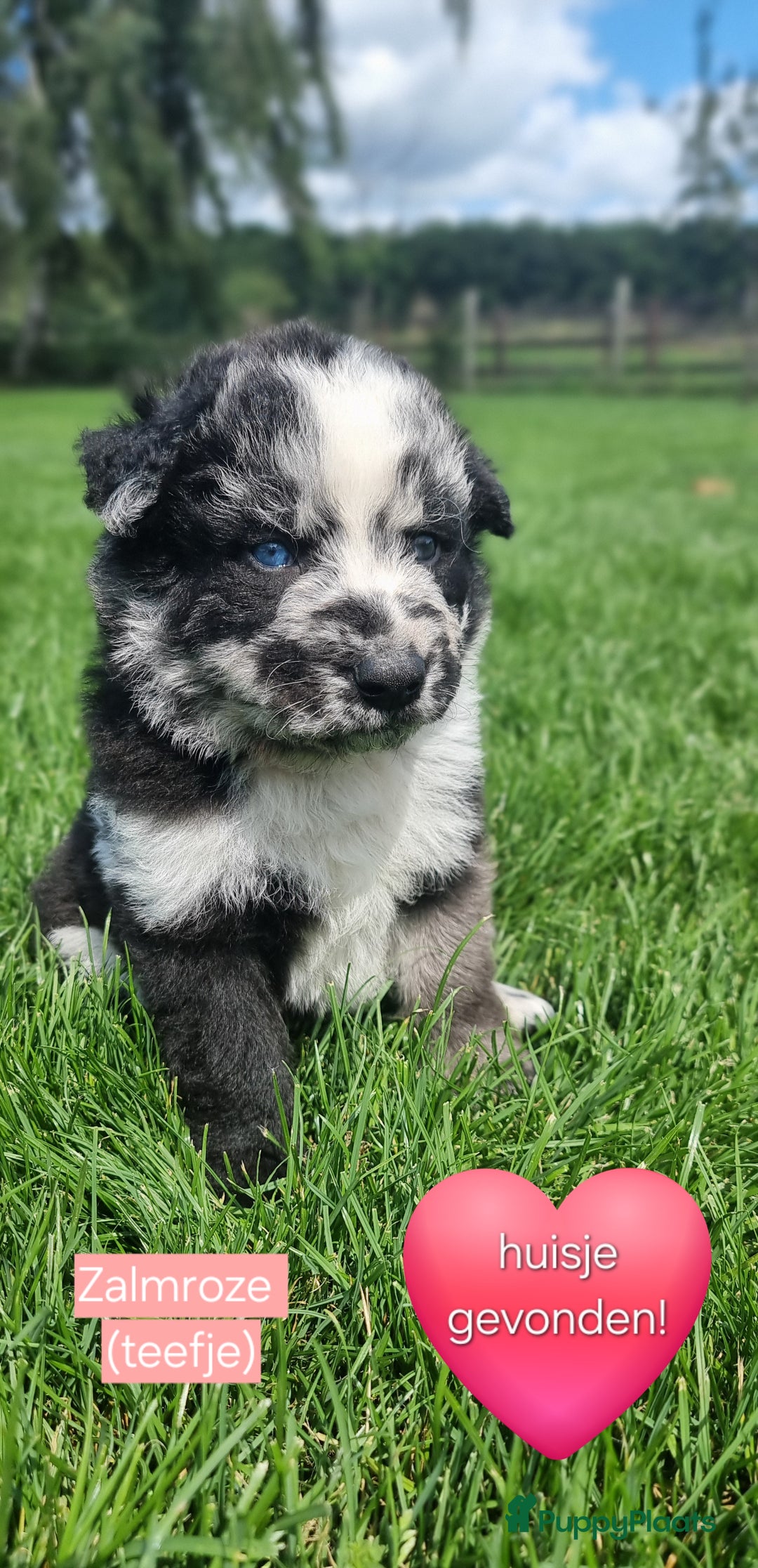 Kruising honden te koop: Prachtige pups Herdermix X Altdeutsche Hütehund  - Afbeelding 4