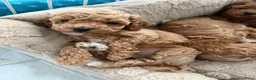 Maltipoo honden te koop: Mini maltipoo f1 b super mooie, gezonde pups - Advertentie 18