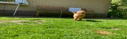Australian Labradoodle honden te koop: Schitterende labradoodles - Advertentie 22
